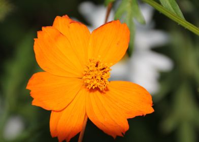 marguerite orange