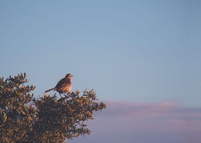 Libertad 