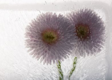 Bellis in ice 3