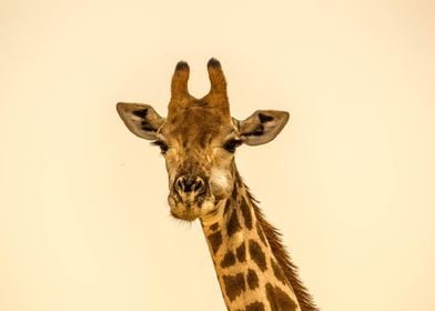 giraffe  animal  wildlife