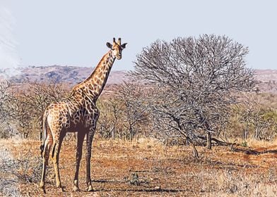 wildlife safari giraffe