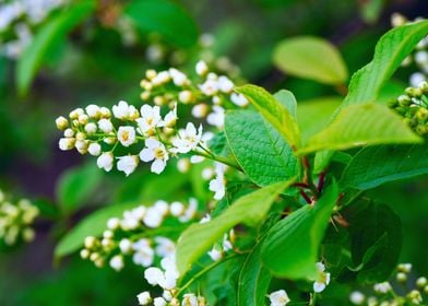 Fresh flowers  bird cherry