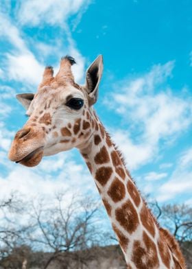 giraffe  animals  wildlife