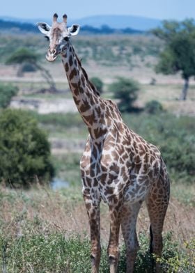 giraffe  animals  wildlife