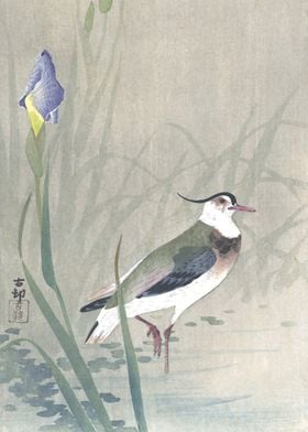 Lapwing and Iris Flowers 