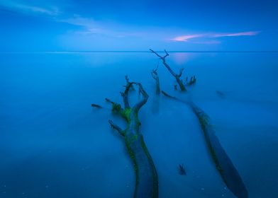 Wild Baltic Sea