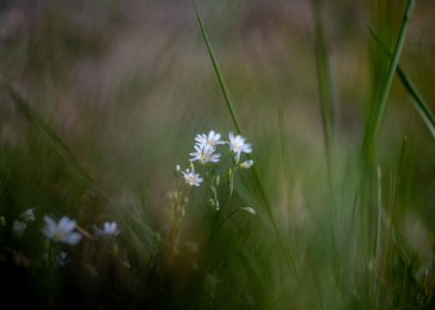 Photo painted flowers