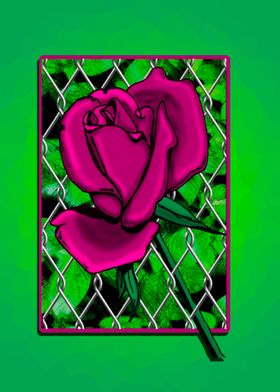 Rose In a Fence