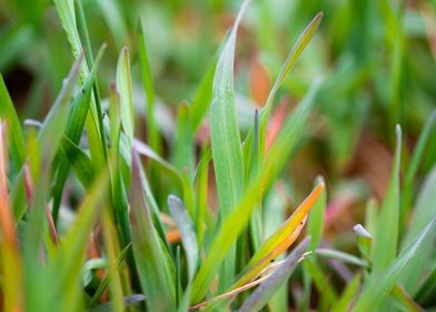 Colorful Grass