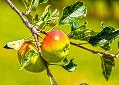 Apple Fruit Collection 3