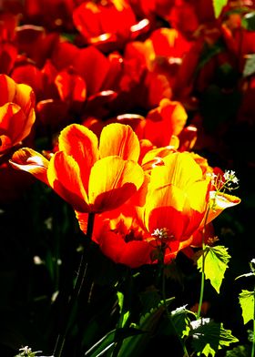 Sunlit Red Tulup Flowers