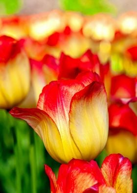 Sunlit Yellow Red Tulips