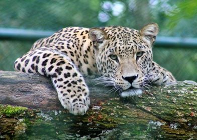 Beautiful Leopard