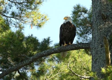 Bald eagle