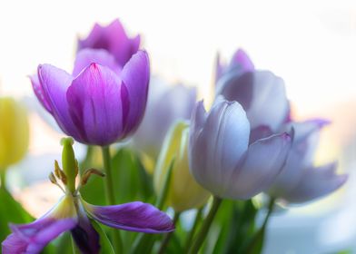 Purple tulips