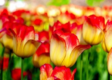 Sunlit Yellow Red Tulips