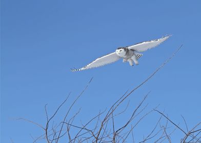 Snowy owl above the trees