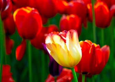 Cool Yellow Tulip Flower