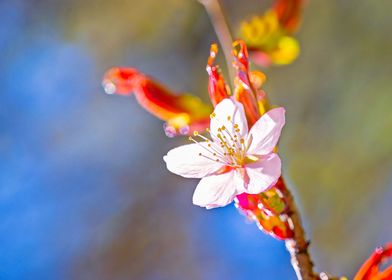 Charming Sakura Flower