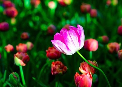 Violet Tulip Flower