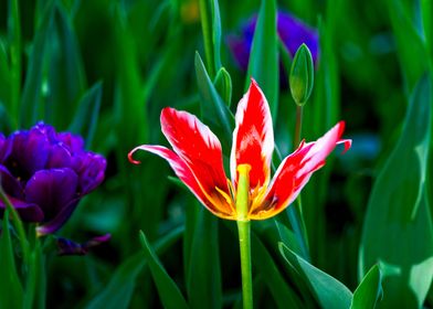 Decaying Red Tulip Flower