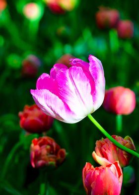 Violet Tulip Flower