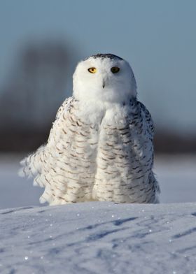 Miss Snowy Owl 