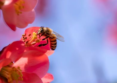 Bee on Flowering Quince