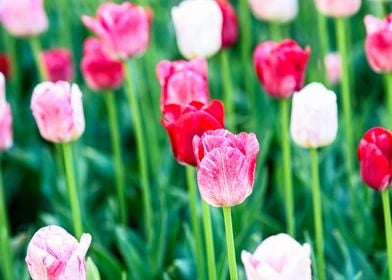 Pink Red Tulip Flowers