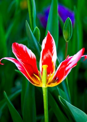 Decaying Red Tulip Flower