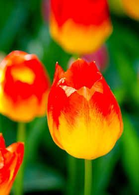 Yellow Red Tulip Flower