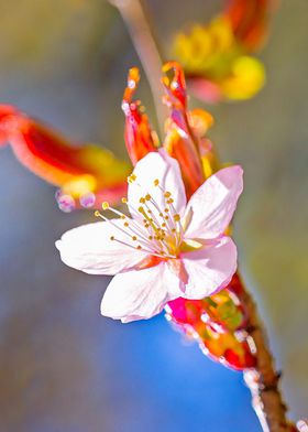 Charming Sakura Flower