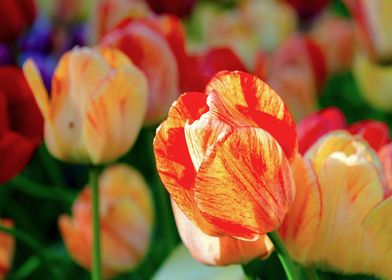 Colorful Tulip Flowers