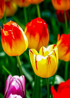 Group Of Yellow Tulips