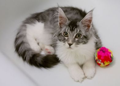 Kitten with toy ball