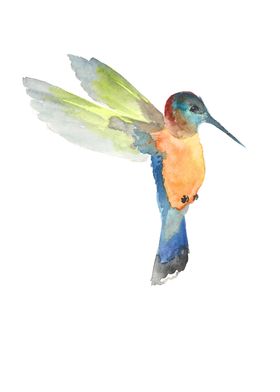 Hummingbird watercolor 