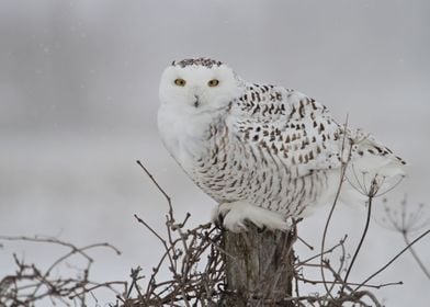 Snowy owl in a snow storm