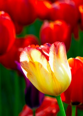 Cool Yellow Tulip Flower