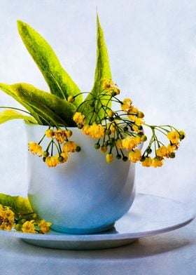 Lime Blossoms In A Teacup