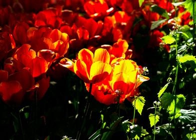 Sunlit Red Tulup Flowers