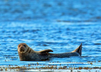 Cute Seal