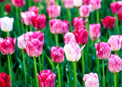 Beautiful Dark Pink Tulips