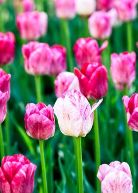 Beautiful Dark Pink Tulips