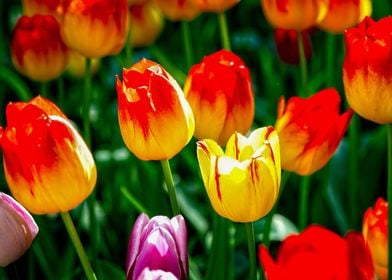 Group Of Yellow Tulips