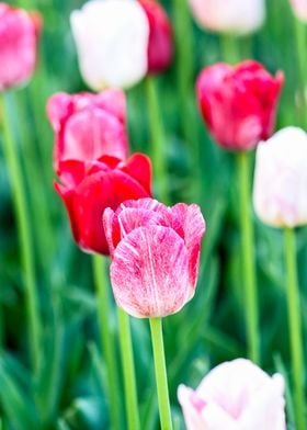 Pink Red Tulip Flowers