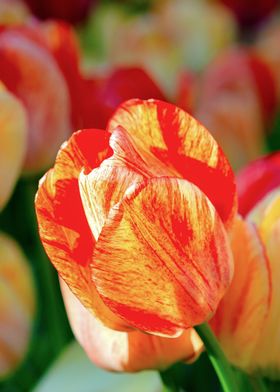 Colorful Tulip Flowers