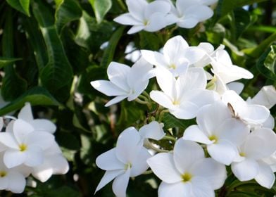 Beautiful White Flower