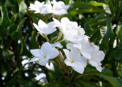 Beautiful White Flower