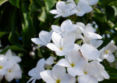 Beautiful White Flower