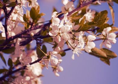 Blossoming Cherry